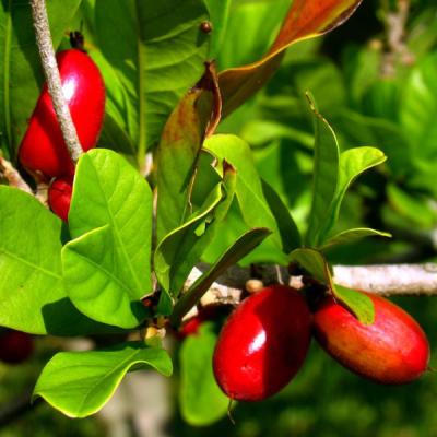 Árbol Frutal Bank of Tierras de Colombia