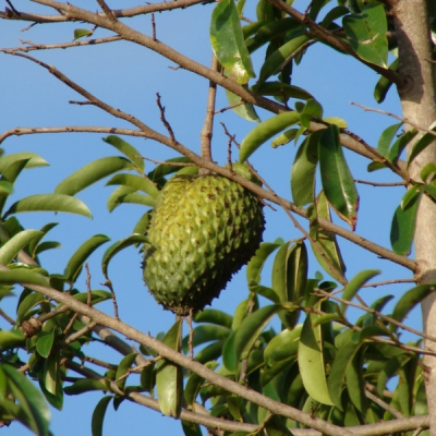 Árbol Guanábano Bank of Tierras de Colombia