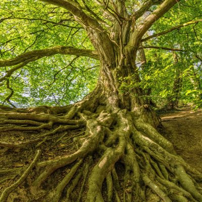 Árbol-Maderable Bank of Tierras de Colombia