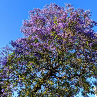 Árbol Ornamental Bank of Tierras de Colombia