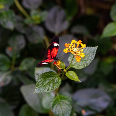 A vertical closeup shot of a red butterfly sitting on the flower